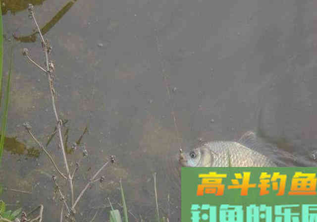 中秋过后，野河中钓鱼，牢记这4条心得