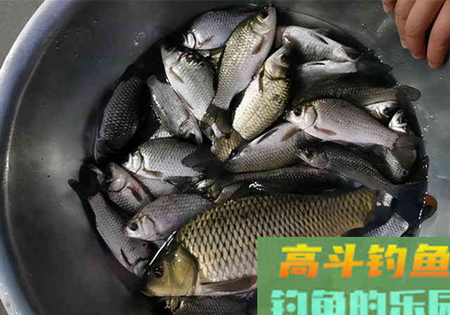 冬季传统钓上鱼多，朝天钩的功劳多