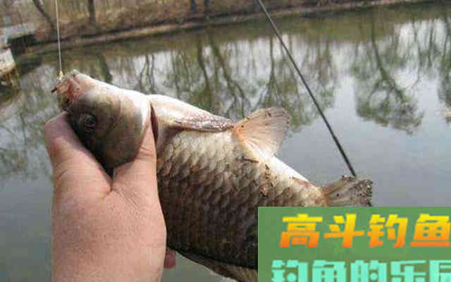 入秋后阴天气闷温度高，还能不能钓鱼了