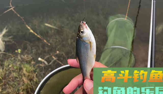 学会这六点，春天钓鱼很简单