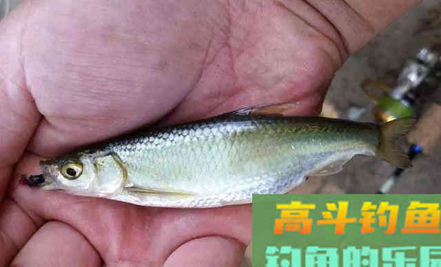 趁着夏季活跃期钓白条，需要掌握技巧