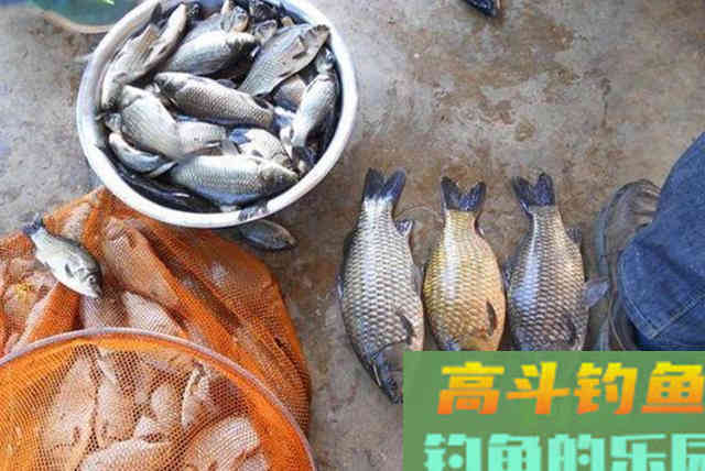 冬天一冷，我就用这钓法来对付板鲫