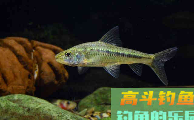 冬天狂口的水中精灵：银鮈，方法用好野钓也可以小爆护