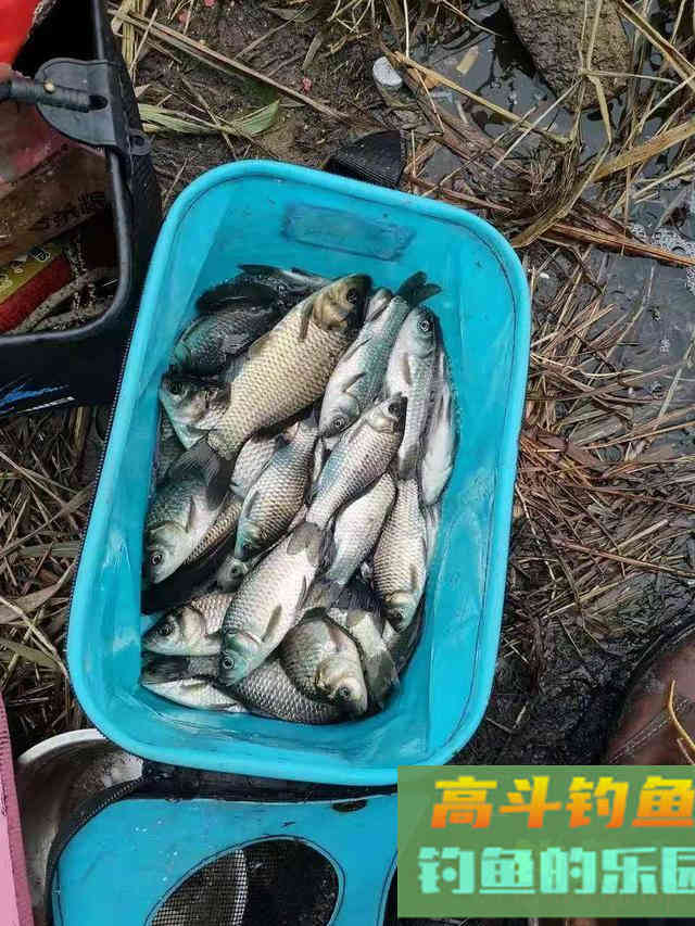 冬天鱼儿会找这些地方做窝越冬