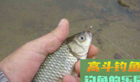 冬季要钓小水域？其实只要找对地方，大水域也有鱼可钓