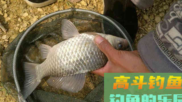 早春出钓时机最为重要，这几种天气不要错过