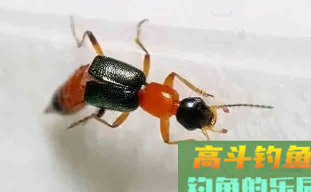 夏天野钓要小心这3种动物，比蚊子狠太多