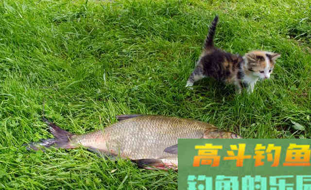 夏季黑坑中如何垂钓武昌鱼？要合理选择渔具搭配