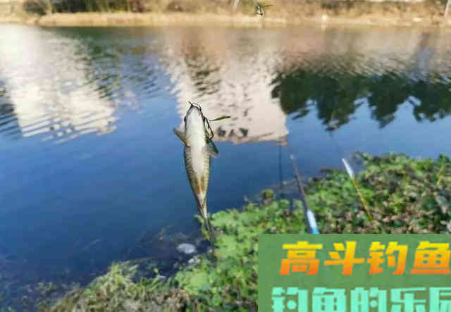秋季钓鲫鱼的几个要点，光靠饵料没用