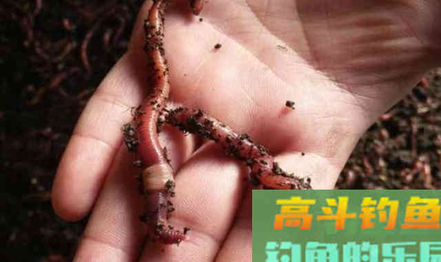 钓鱼遇到倒春寒，应该怎么办？通过这几个方法解决