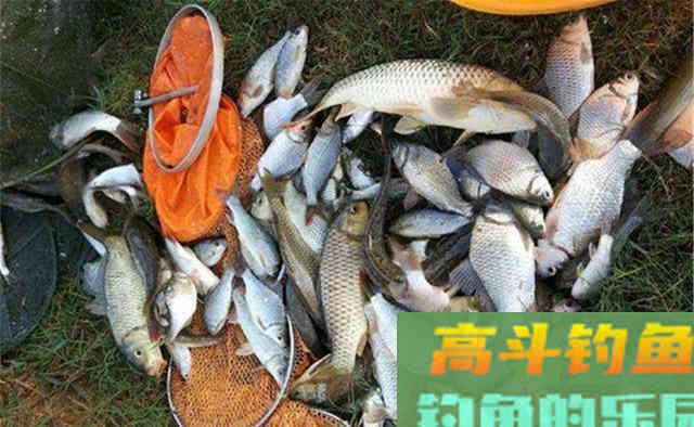秋末遇上轻口鱼，子线用长的还是用短的好