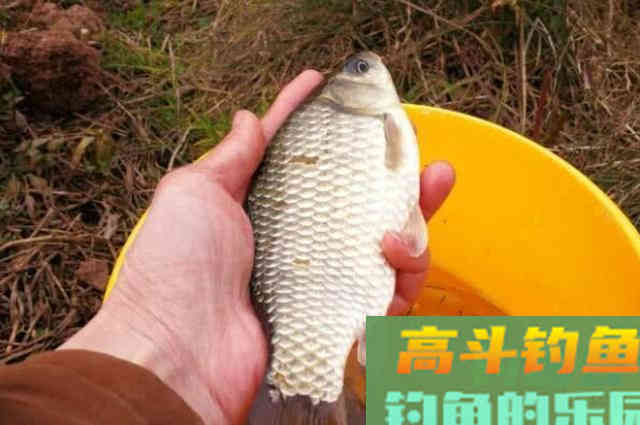 冷天就想封竿？这钓法改变了我的决定