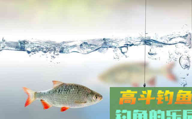 秋季自然水域鱼情好，野钓为什么频频跑鱼呢
