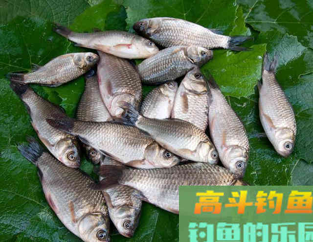 初春鱼容易起浮，那么该怎么钓？其实出钓时机很重要