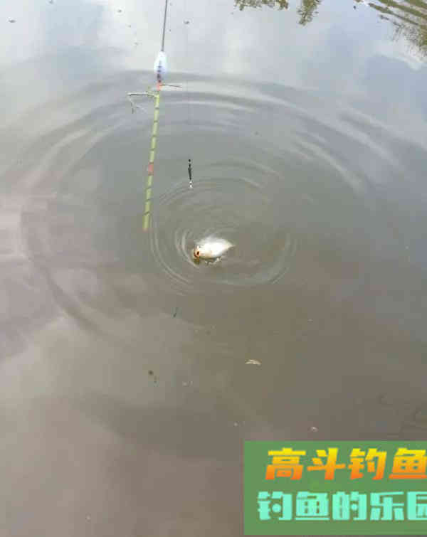 钓鱼人的春天，小钩细线享清欢。