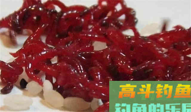 蚯蚓、红虫、商品饵，哪一个才是冬天钓鱼最好用的钓饵
