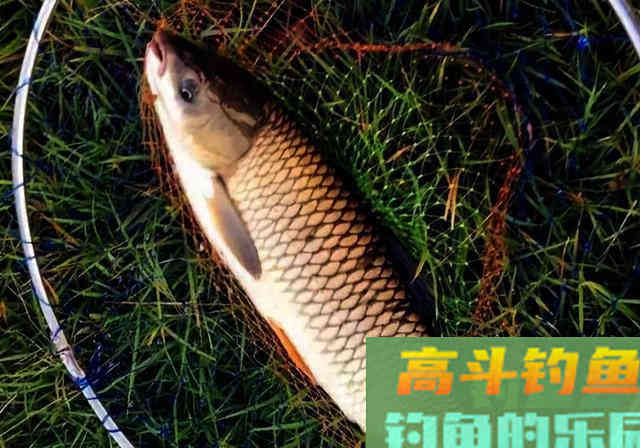 夏季外出钓鱼，早点知道这些事，少走弯路渔获多