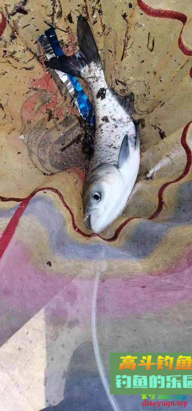 夏季钓鱼时段很重要，死守无意义