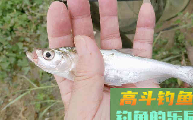 夏天，推荐晨钓，是因为有这三个优势