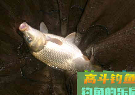 入秋后阴天气闷温度高，还能不能钓鱼了