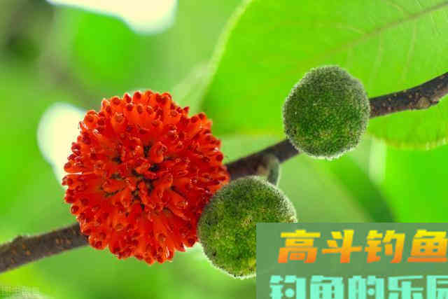 立秋过后怎么钓鱼