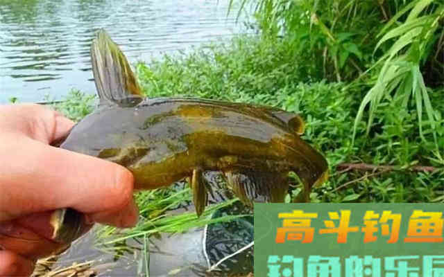 夏钓爆护秘诀：不同时段选不同目标鱼，老野钓人经验分享