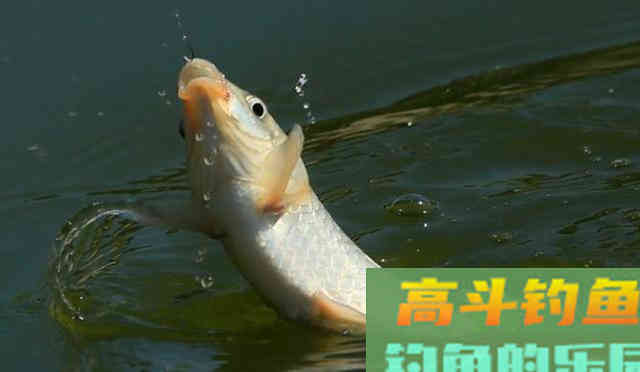 秋天下雨之后，鱼儿都会躲在哪里
