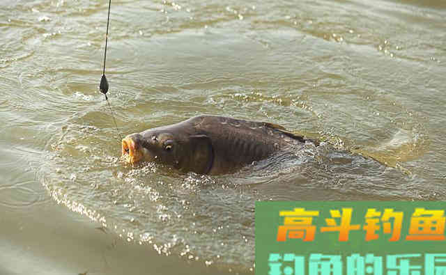 秋季自然水域鱼情好，野钓为什么频频跑鱼呢