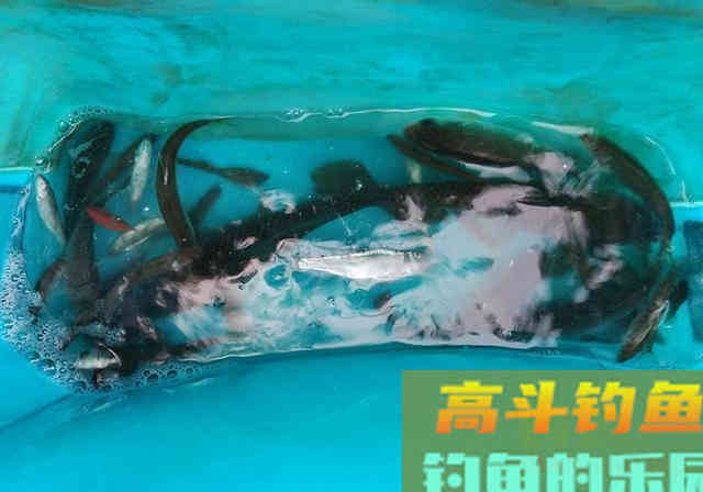 春季垂钓何时钓深？何时钓浅？看完这篇文章你就懂了