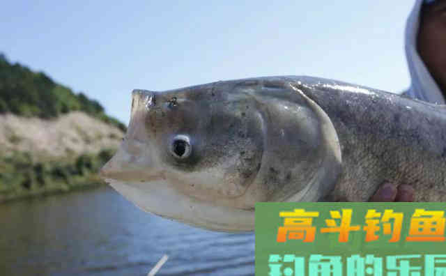 为什么你夏天钓不到鱼？就是因为没有掌握这四点
