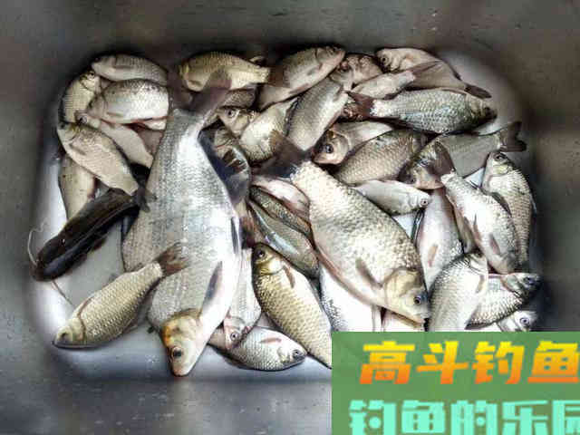 夏天鱼去哪了？不同种类鱼聚集地不同，草鲤鲫鳊加鲢鳙