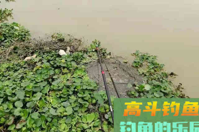 夏钓用好这3招，走水再严重也不慌