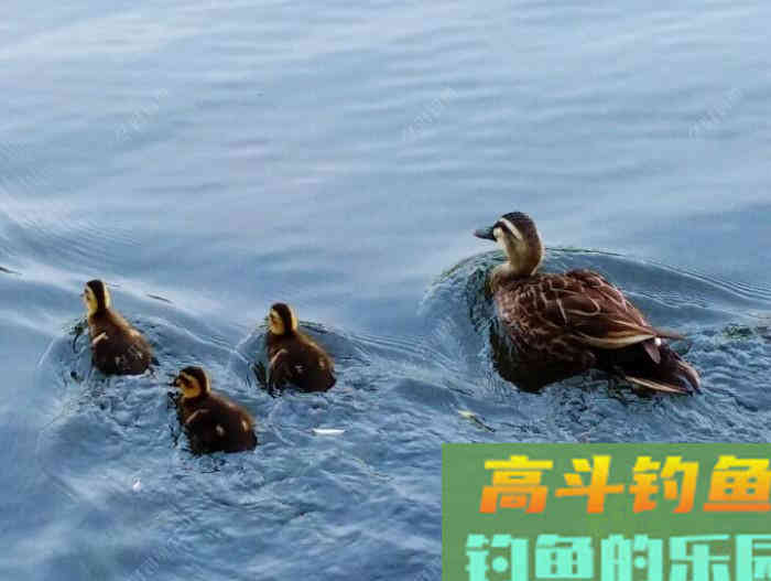 夏季为什么难钓鲫鱼？通过这3点分析，来解决钓大鲫难问题
