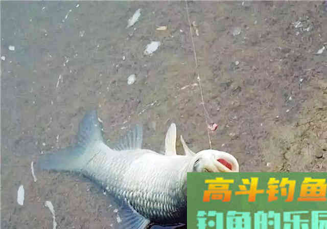春季钓鱼必修课分享！想钓好鱼，建议学习看看
