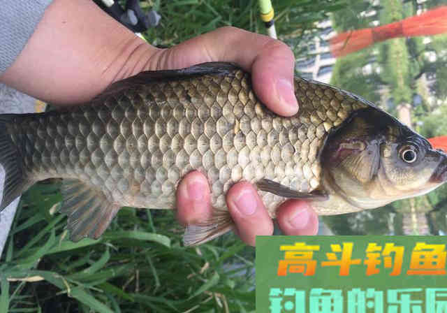 上鱼手感温热，渔获会更好？别轻信，秋冬钓鱼要另选3个时机