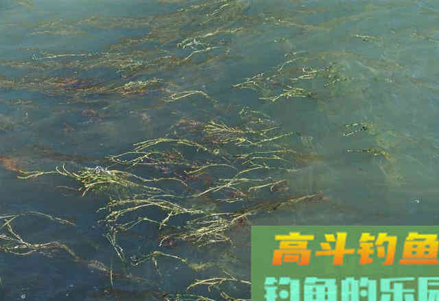 春季钓浅滩，别人连竿你不上鱼，因为钓位不是真浅滩