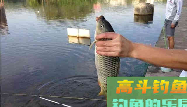 秋季退水后，不解决这个问题，一天都很难钓到鱼