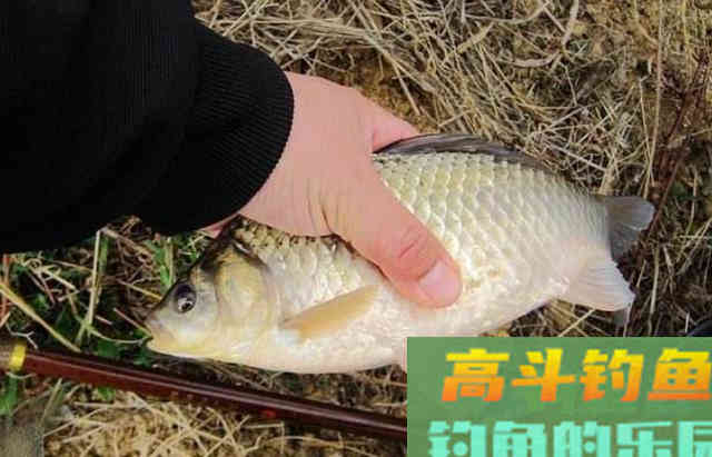 早春时期如何选钓点？搭配窝料与饵料、解决小鱼闹窝