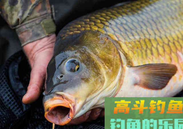 秋末降温后，钓深还是钓浅，有三个方面