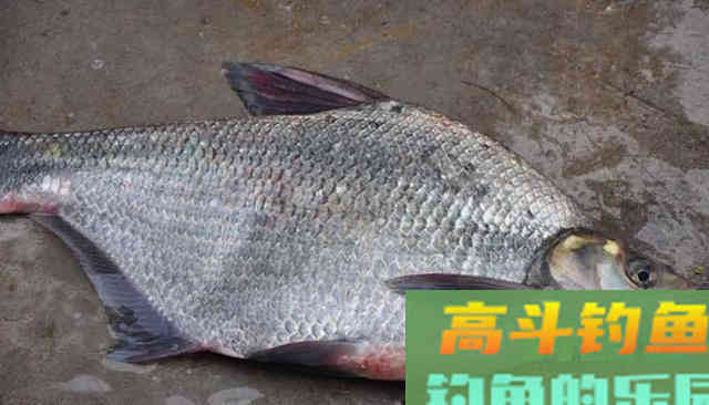 夏季黑坑中如何垂钓武昌鱼？要合理选择渔具搭配