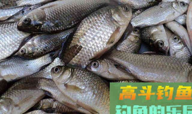 早春出钓时机最为重要，这几种天气不要错过
