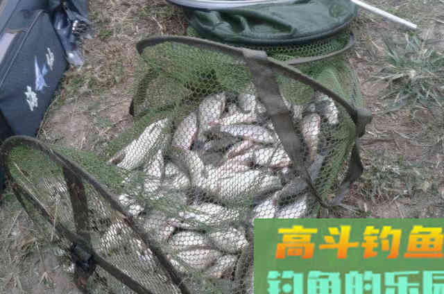 初冬野钓，唯独这3大调整最关键