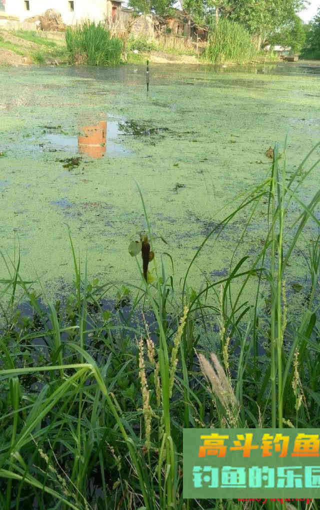 春钓鱼儿上浮不开口怎么办？三个办法解决
