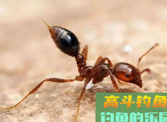 夏季夜钓，提防的不止是蛇与红火蚁