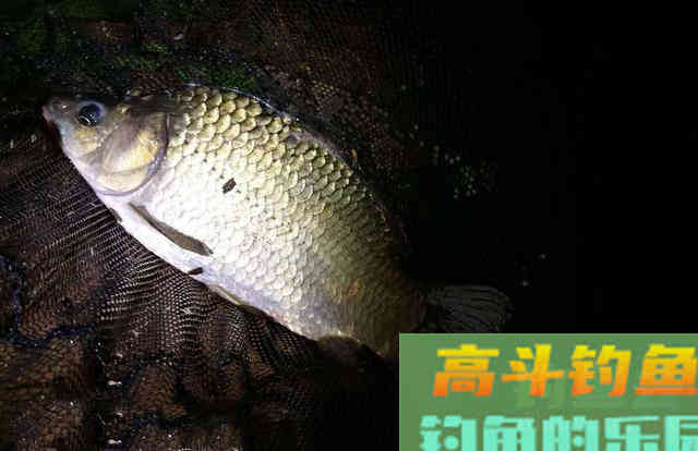 秋寒水冷，夜钓无口，是没鱼还是鱼不开口