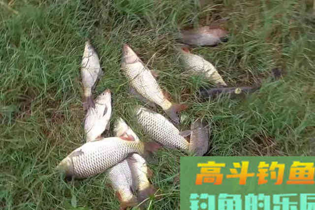 春钓时，这几个地方万万不可忽视，鲤鱼太多