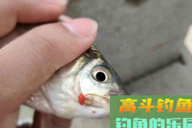 冬天太冷，大板鲫难道就不吃钩？果断尝试这3招
