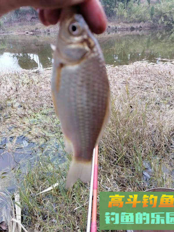 为什么初春上午好钓鱼，下午鱼口差，怎么钓好