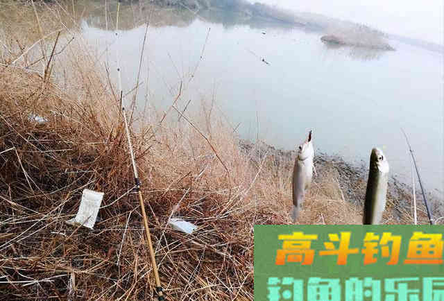 冬钓鲫鱼爆护钓法，白虫虾饼加串钩，能钓一天不停竿