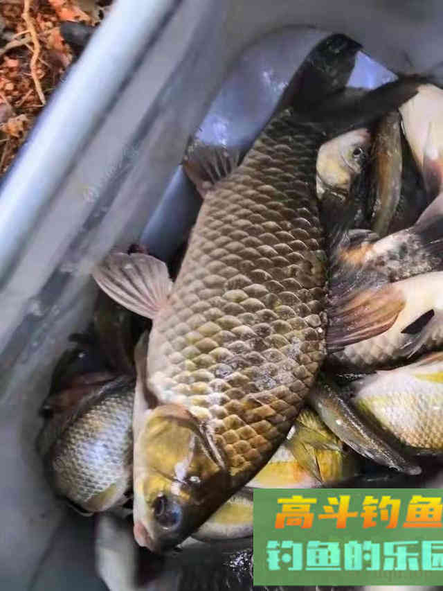 冬天鱼儿会找这些地方做窝越冬